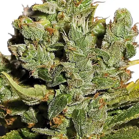 Cheese Bulk Seed Bank