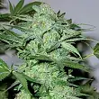 Caramel King - Bulk Seed Bank