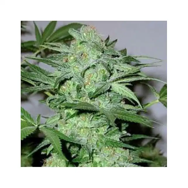 Caramel King - Bulk Seed Bank