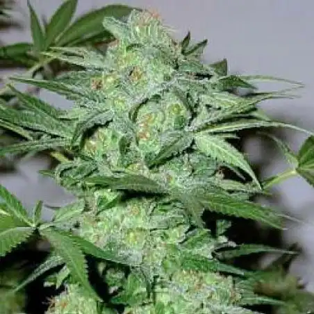 Caramel King - Bulk Seed Bank