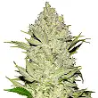 Chronical Bulk Seed Bank