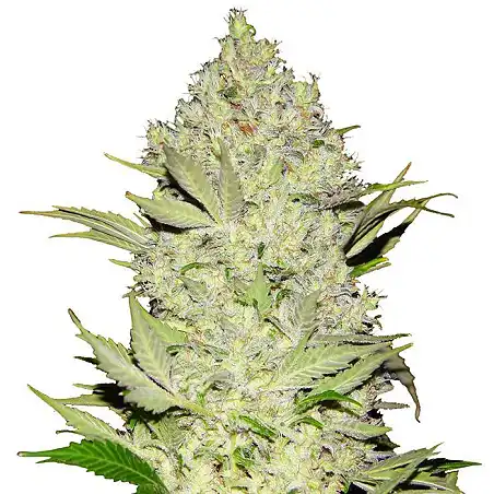 Chronical Bulk Seed Bank