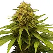 Critical Bulk Seed Bank