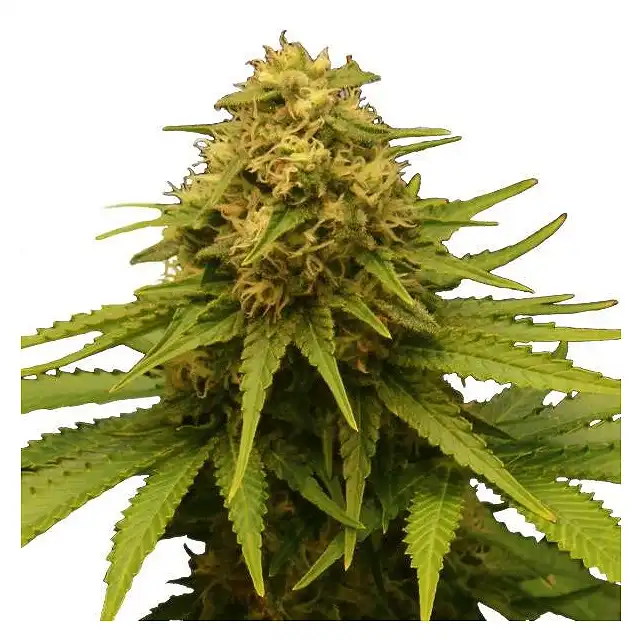 Critical Bulk Seed Bank
