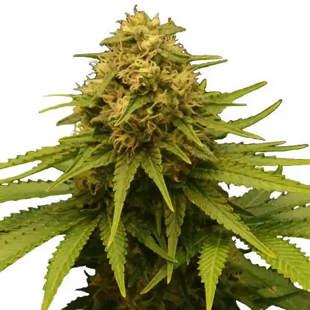 Critical Bulk Seed Bank
