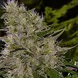 Critical Mass Bulk Seed Bank