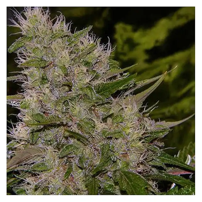Critical Mass Bulk Seed Bank