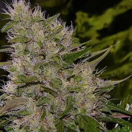 Critical Mass Bulk Seed Bank