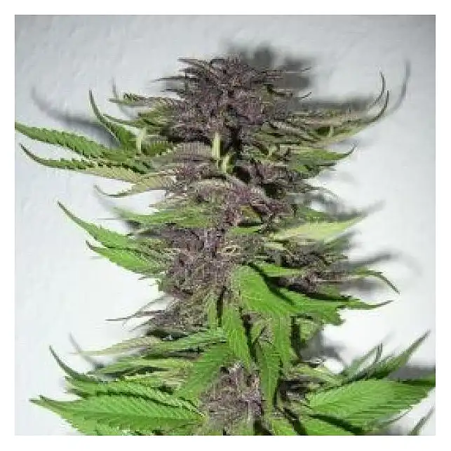 Dubai Poison - Bulk Seed Bank