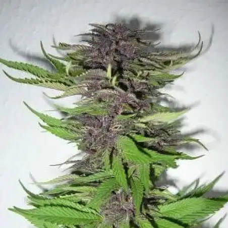 Dubai Poison - Bulk Seed Bank