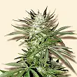 Early Top Skunk - Bulk Seed Bank