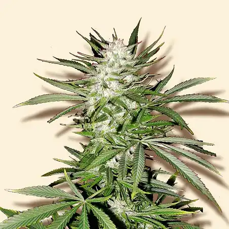 Early Top Skunk - Bulk Seed Bank