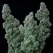 Euforia Special - Bulk Seed Bank