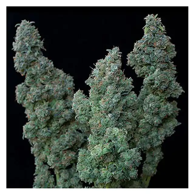 Euforia Special - Bulk Seed Bank
