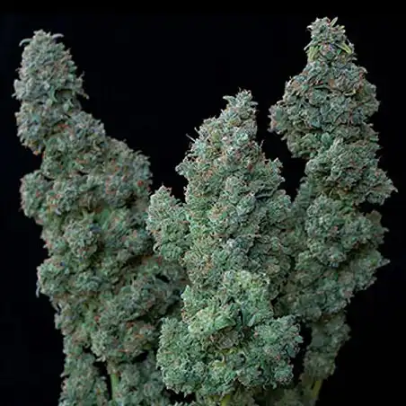 Euforia Special - Bulk Seed Bank
