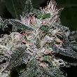 Grapefruit Bulk Seed Bank