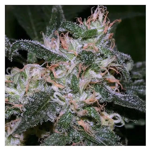 Grapefruit Bulk Seed Bank
