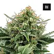 Jack Hair - Bulk Seed Bank