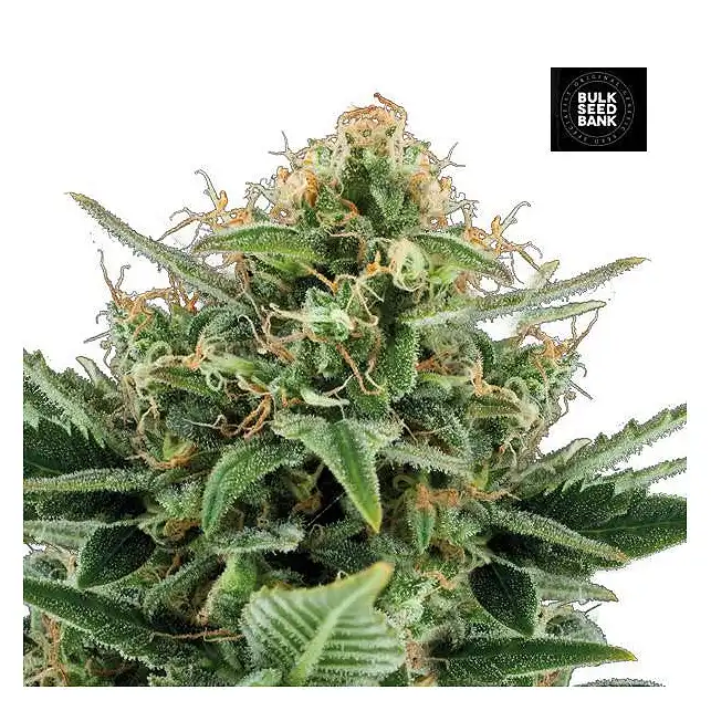 Jack Hair - Bulk Seed Bank