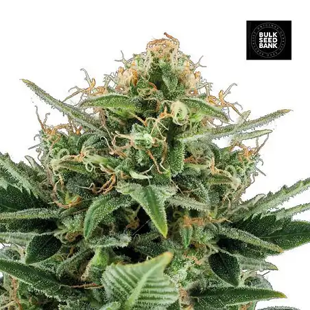 Jack Hair - Bulk Seed Bank
