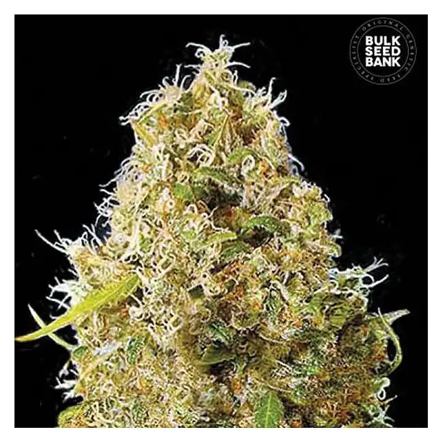 Kali's Mistery - Bulk Seed Bank