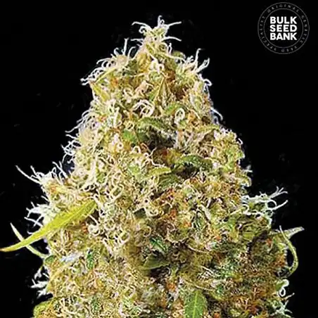 Kali's Mistery - Bulk Seed Bank