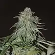 Psychedelic Bulk Seed Bank