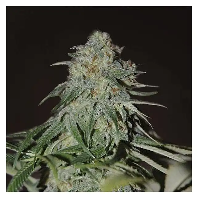 Psychedelic Bulk Seed Bank