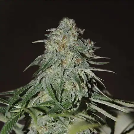 Psychedelic Bulk Seed Bank