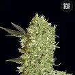 Marley's Bud - Bulk Seed Bank