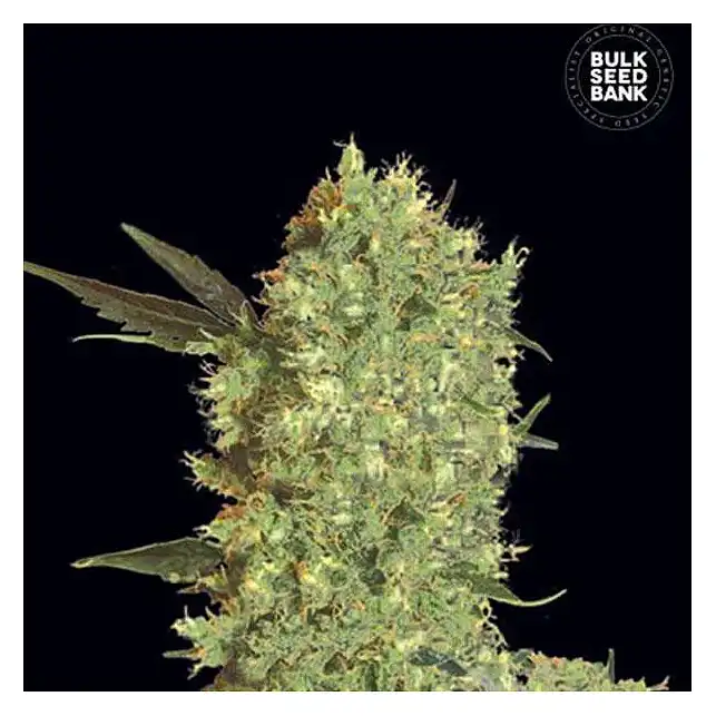 Marley's Bud - Bulk Seed Bank