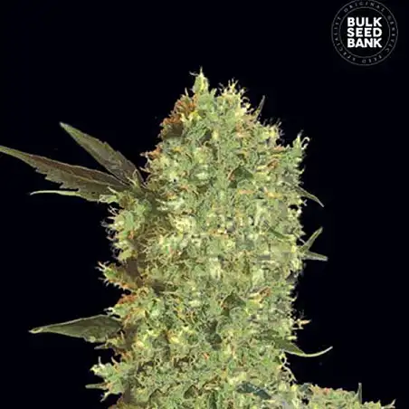 Marley's Bud - Bulk Seed Bank