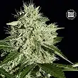 Northern Light Bulk Seed Bank