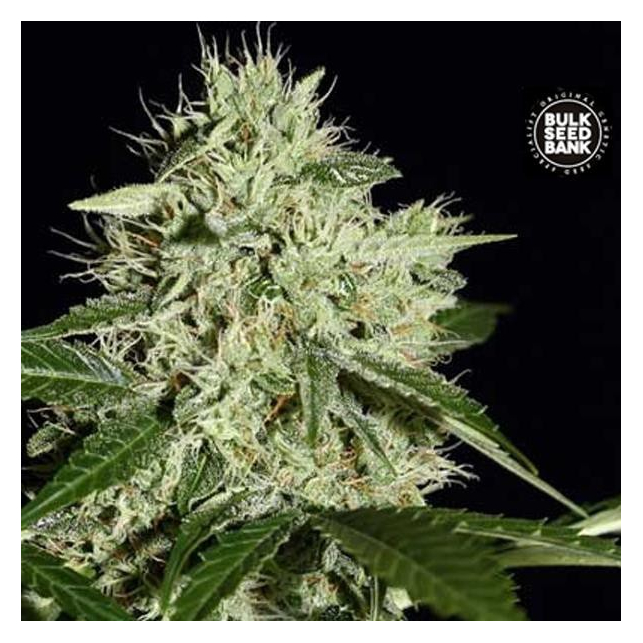 Northern Light The Bulk Seeds