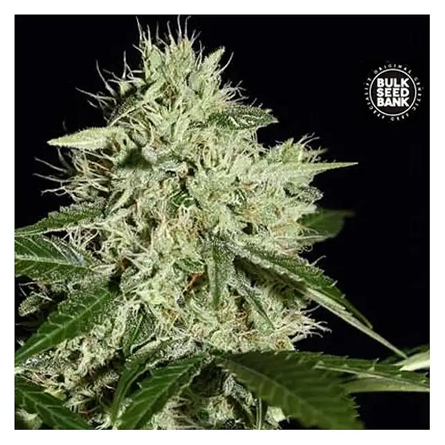 Northern Light Bulk Seed Bank