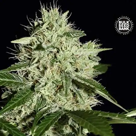 Northern Light Bulk Seed Bank