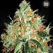 Original Orange Bud Bulk Seed Bank