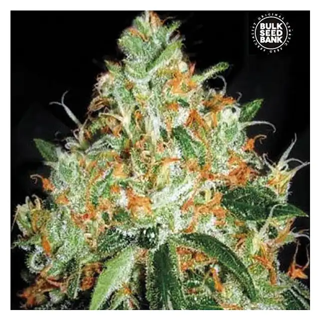 Original Orange Bud Bulk Seed Bank
