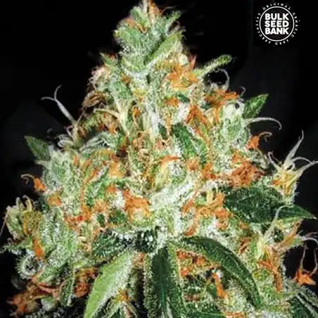 Original Orange Bud Bulk Seed Bank