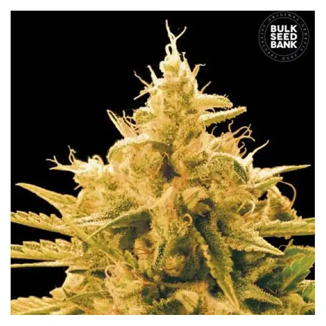 Ananas Funk Bulk Seed Bank
