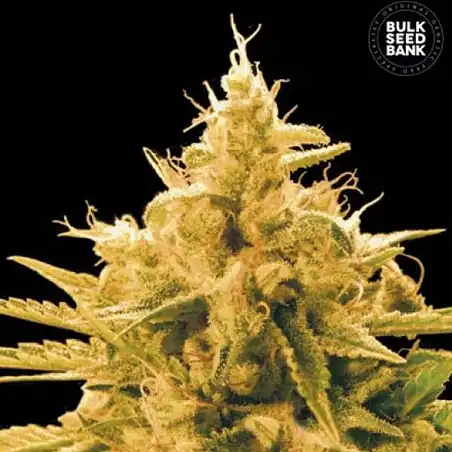 Ananas Funk Bulk Seed Bank
