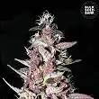 Purple Glam Kush Bulk Seed Bank