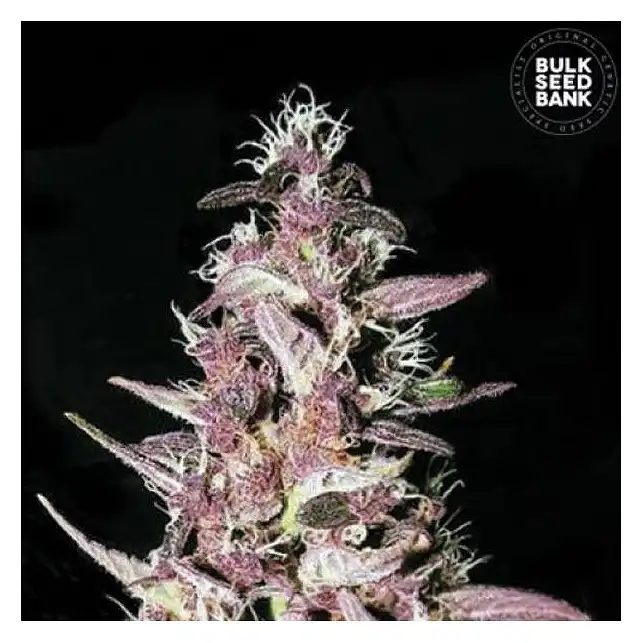 Purple Glam Kush Bulk Seed Bank