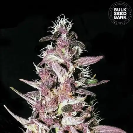 Purple Glam Kush Bulk Seed Bank
