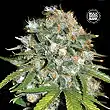 SKUNK 99 - Bulk Seed Bank