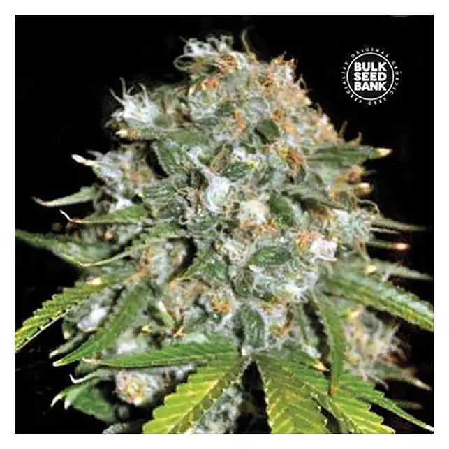 SKUNK 99 - Bulk Seed Bank