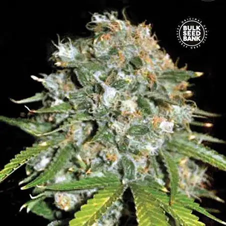 SKUNK 99 - Bulk Seed Bank