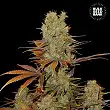 Sunmango Bulk Seed Bank