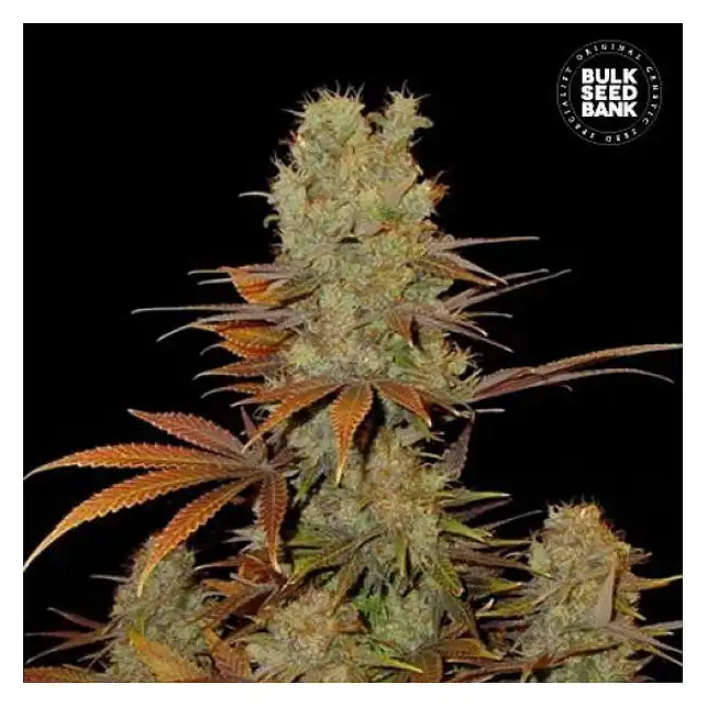 Sunmango Bulk Seed Bank