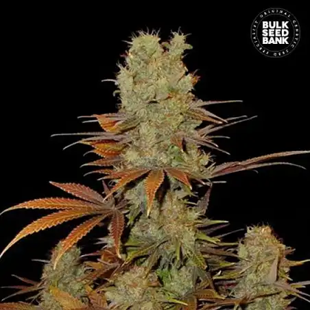 Sunmango Bulk Seed Bank